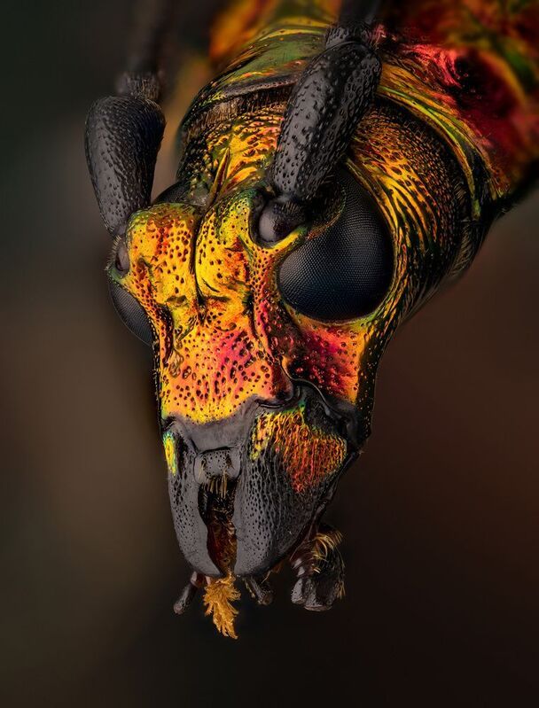 coleoptera, cerambycidae, hypatium splendidum Горячий фото превью