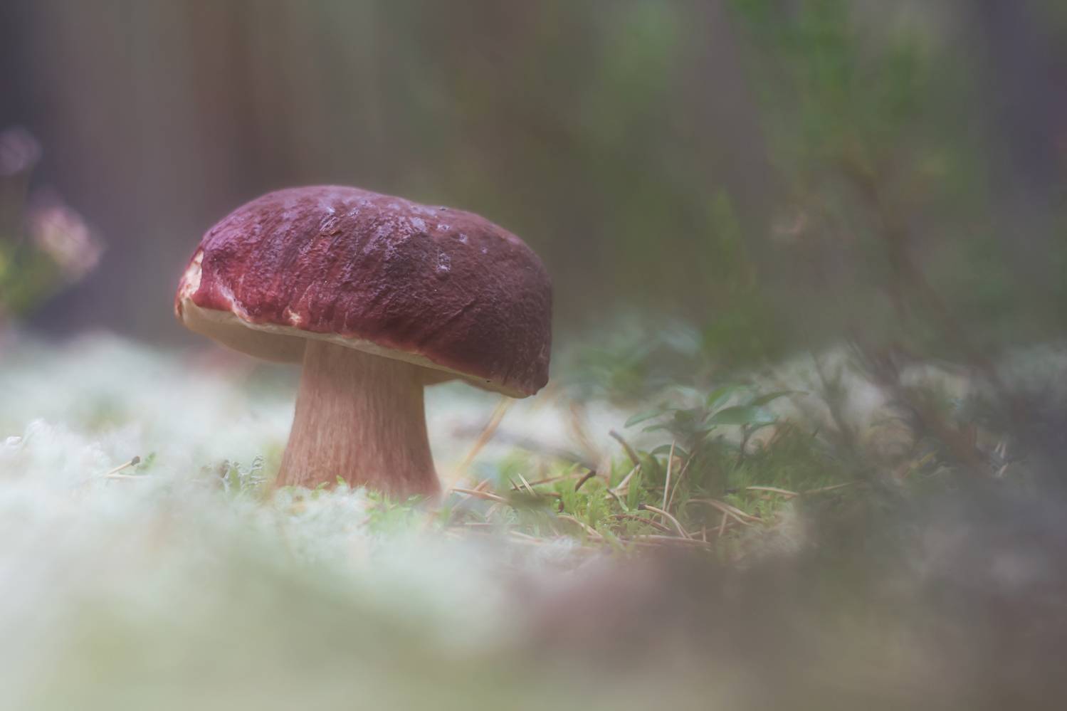 , Обидина Мария