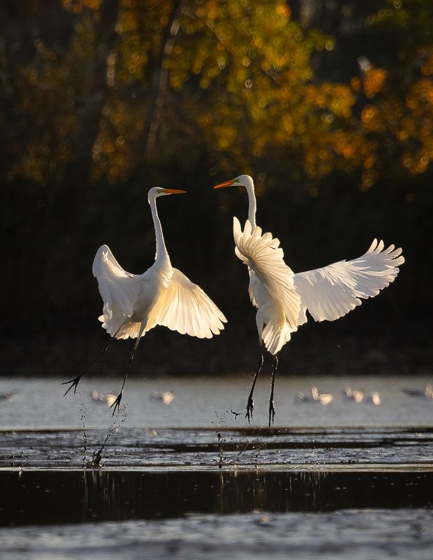 Duel фото превью