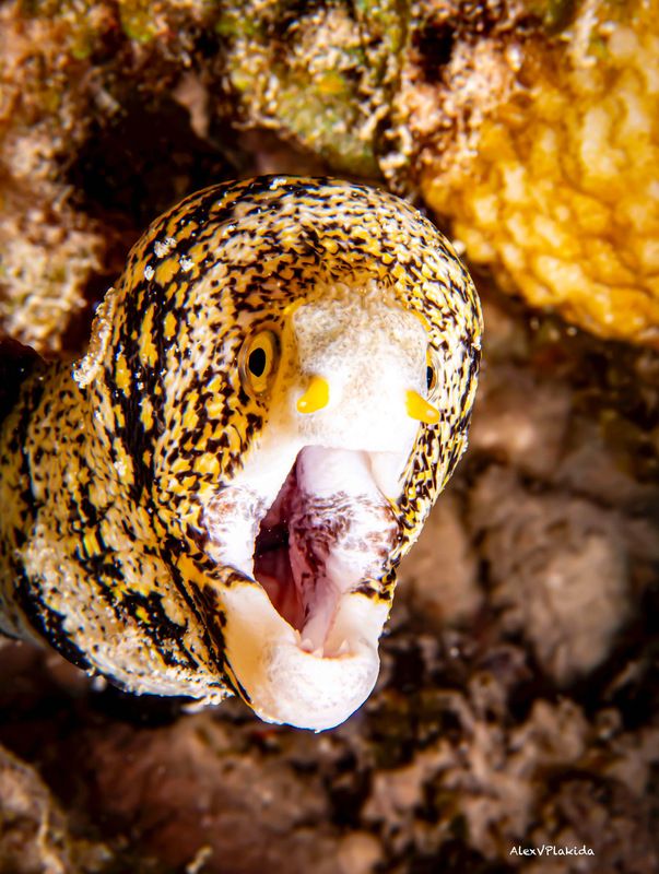 Oh my!… фото превью