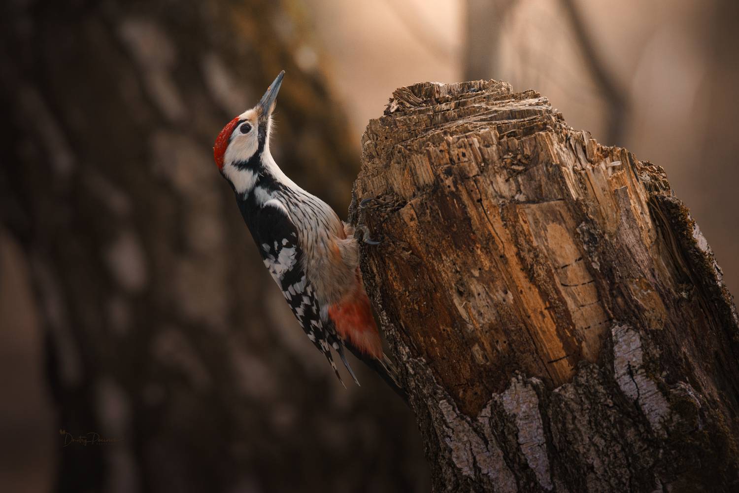 природа, лес, поля, огороды, животные, птицы, макро, Дмитрий Посевич