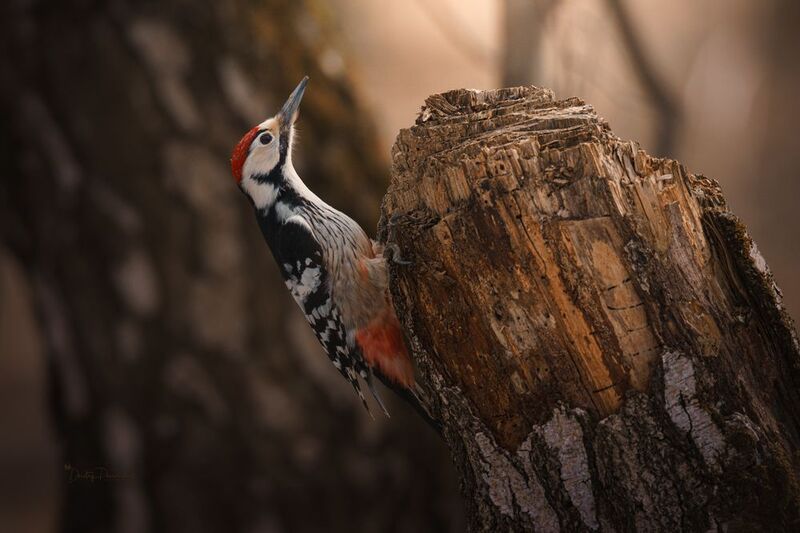 природа, лес, поля, огороды, животные, птицы, макро Последние тёплые дни фото превью