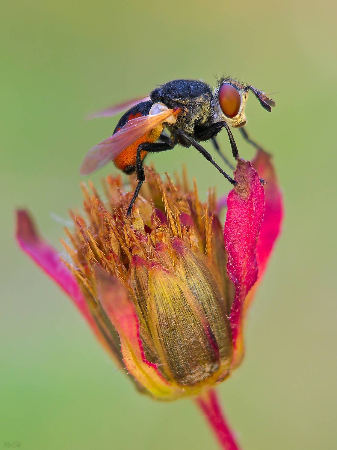 тахина череда, Чи. Анатолий