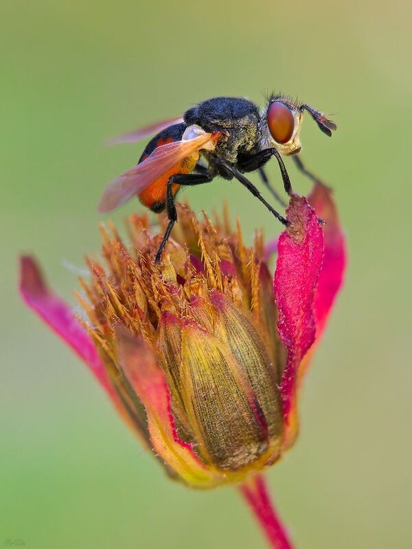 тахина череда #муха6 фото превью