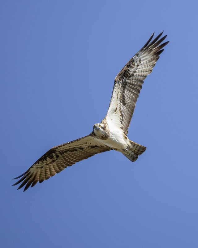 скопа, хищные птицы, птицы,  osprey, красная книга Скопа фото превью