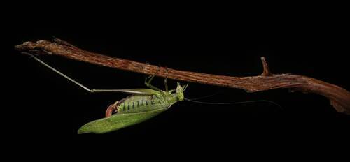 Descent into the void