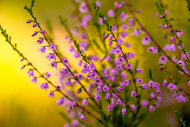 .... фото превью