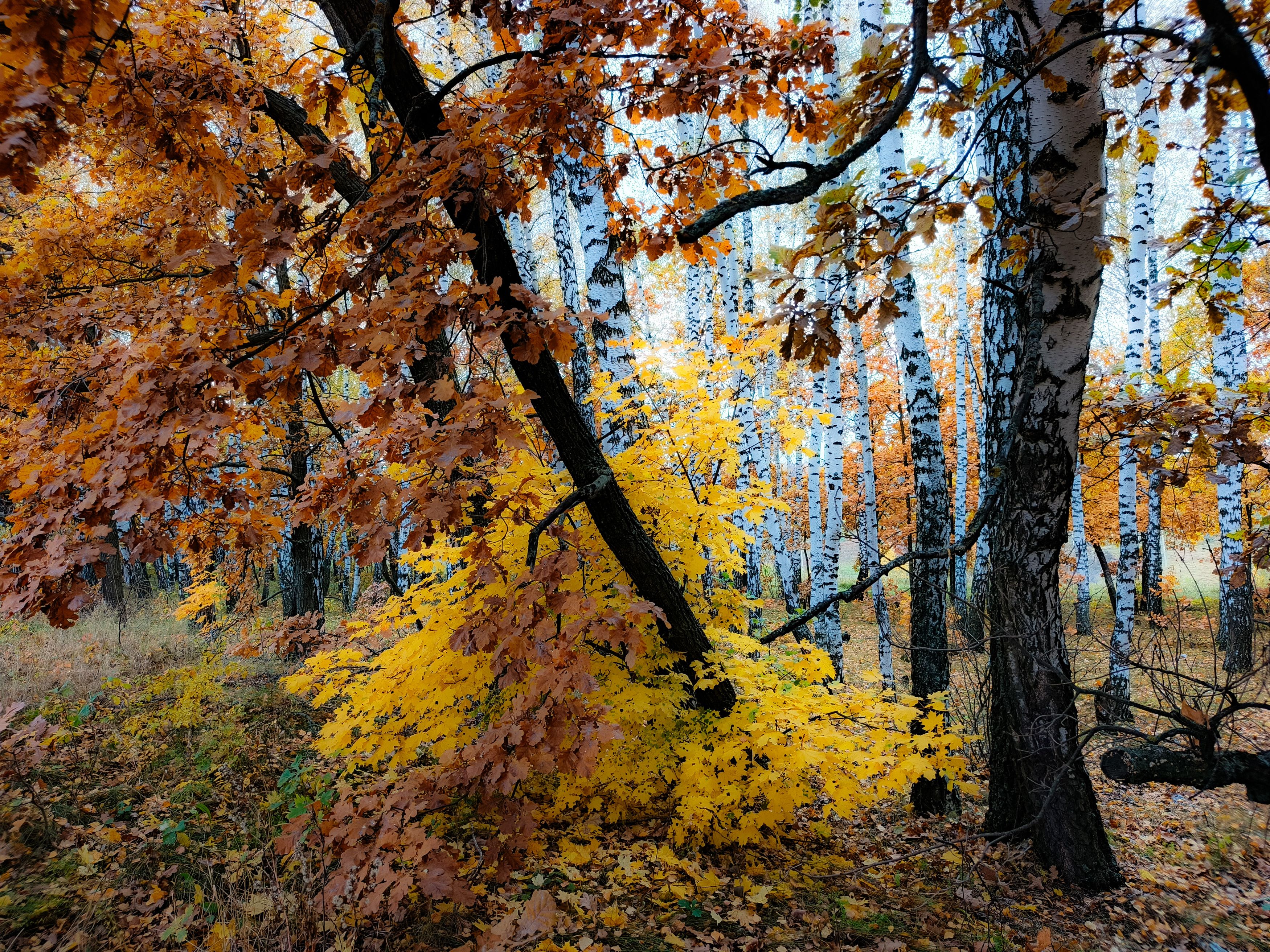фото превью