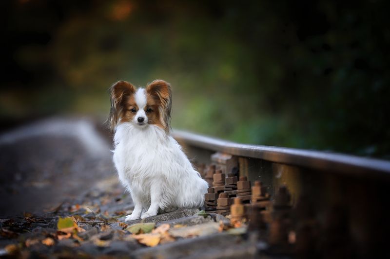 .... фото превью