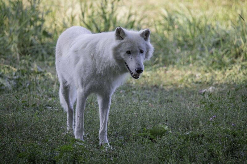 Arctic wolf фото превью