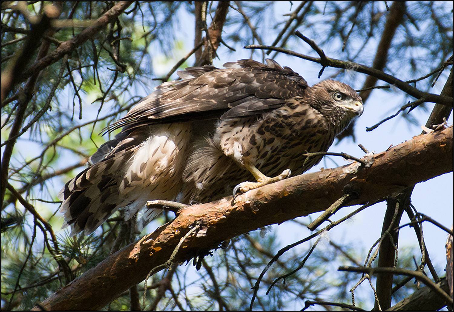 москва, парк, молодой тетеревятник, АНАТОЛИЙ ДОВЫДЕНКО