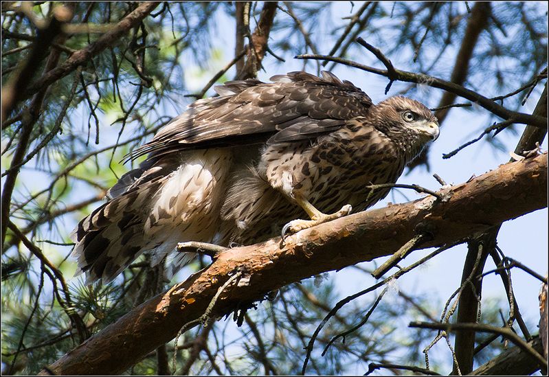 москва, парк, молодой тетеревятник ЯСТРЕБ-ТЕТЕРЕВЯТНИК фото превью