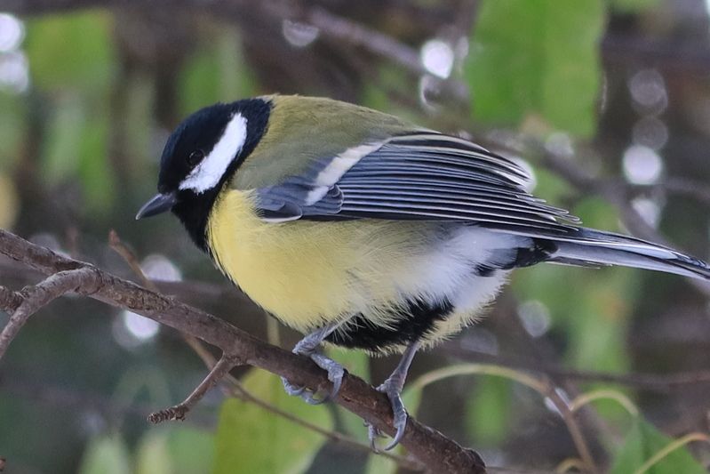 Синица фото превью