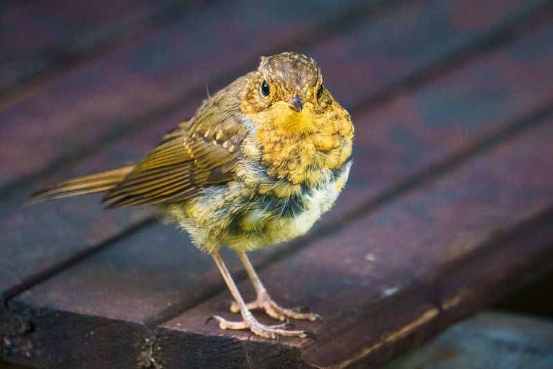 птенчик малиновки фото превью