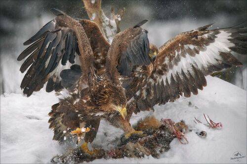 Пух да перья ..