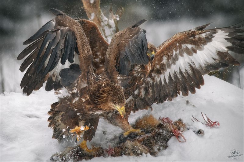 орлан, орлан-белохвост, беркут, golden eagle, красный бор,  фототур в красный бор, беларусь, сероватень, haliaeetus albicilla,  white-tailed eagle, фотоохота Пух да перья .. фото превью