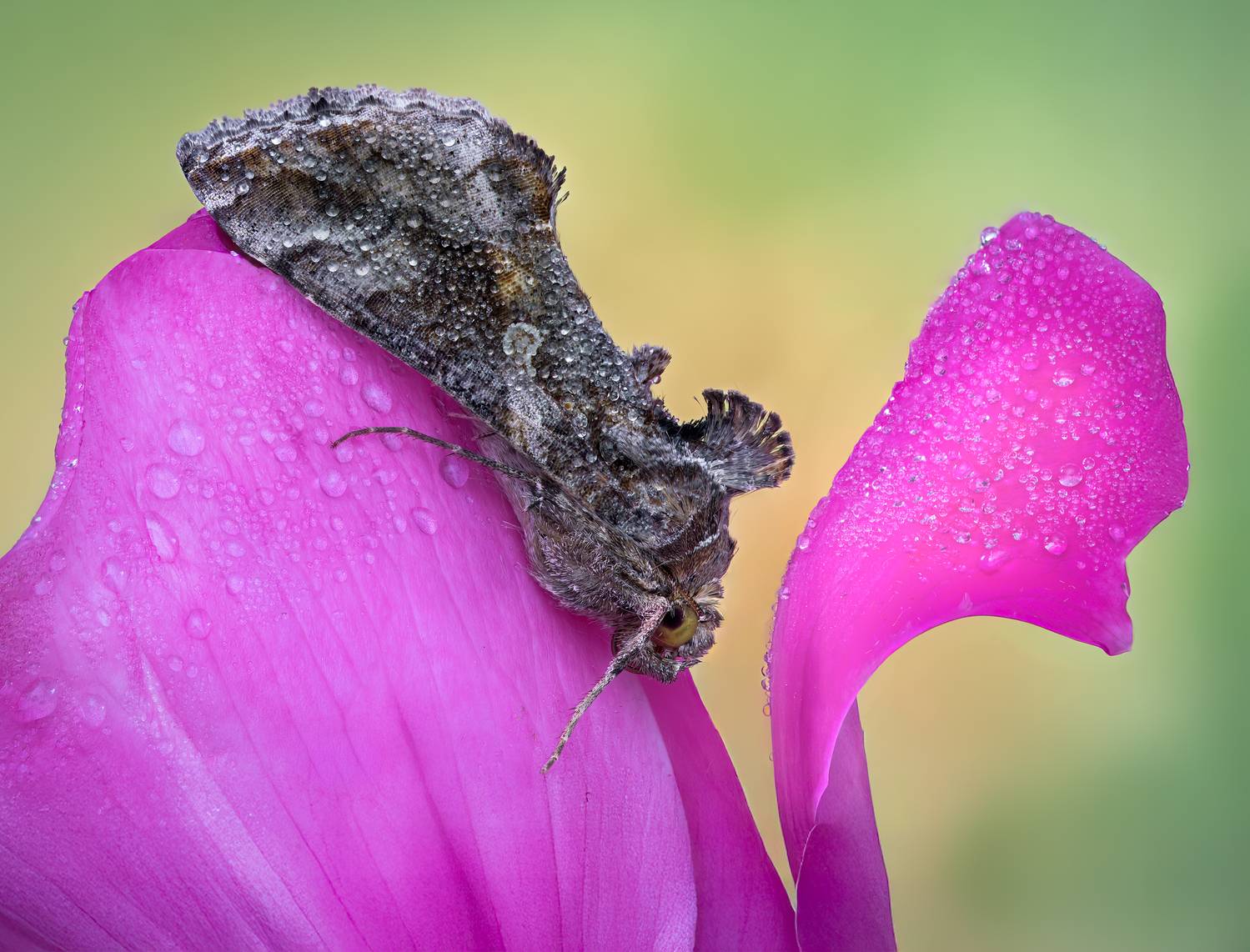 moth, butterfly, beetle, insect, fall, autumn, stink bug, macro, leaves, season, seasons, camouflage, camouflaged,, Atul Saluja