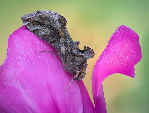 Where the petals hold secrets