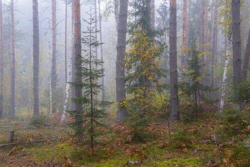 Туманное утро