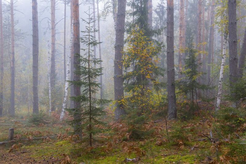 утро туман лес осень сентябрь водопой вязниковский р-он Туманное утро фото превью