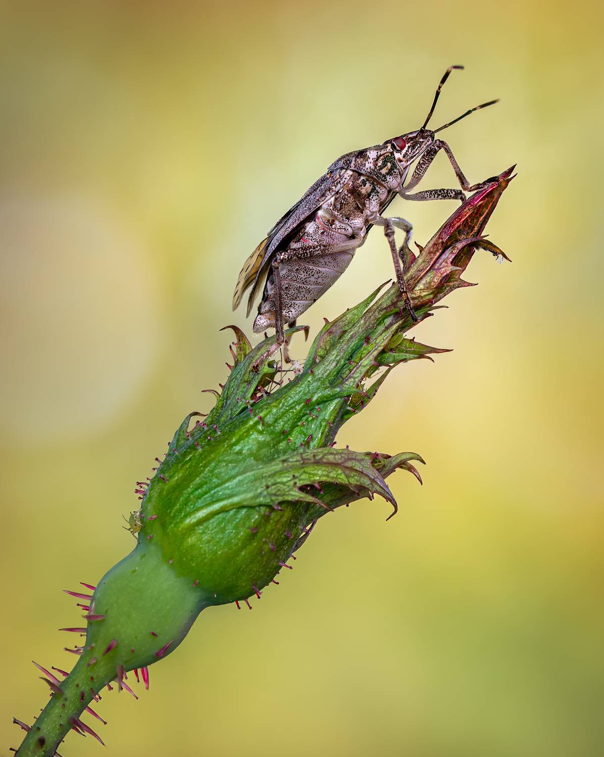shield bug, beetle, insect, fall, autumn, stink bug, macro, leaves, season, seasons, camouflage, camouflaged,, Atul Saluja