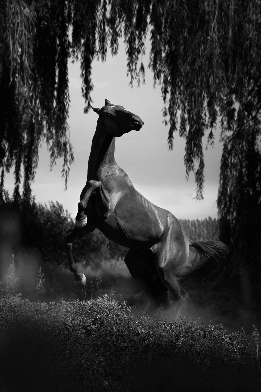 , Макари Лия