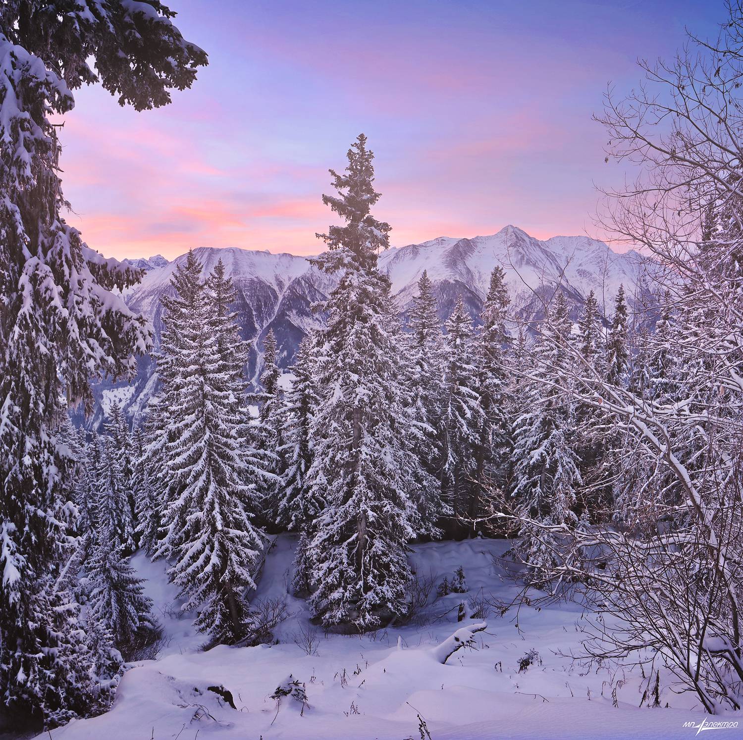 swiss, Матвеев Николай