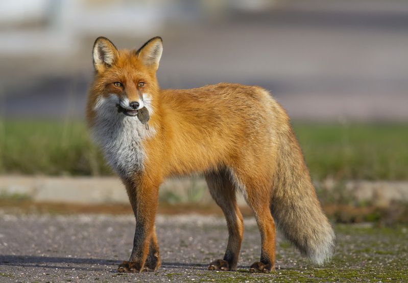 Рыжий охотник :) фото превью