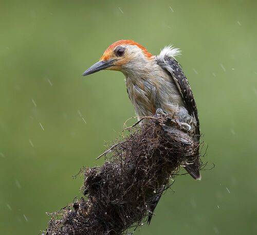 Red-bellied Woodpecker, male -Каролинский меланерпес