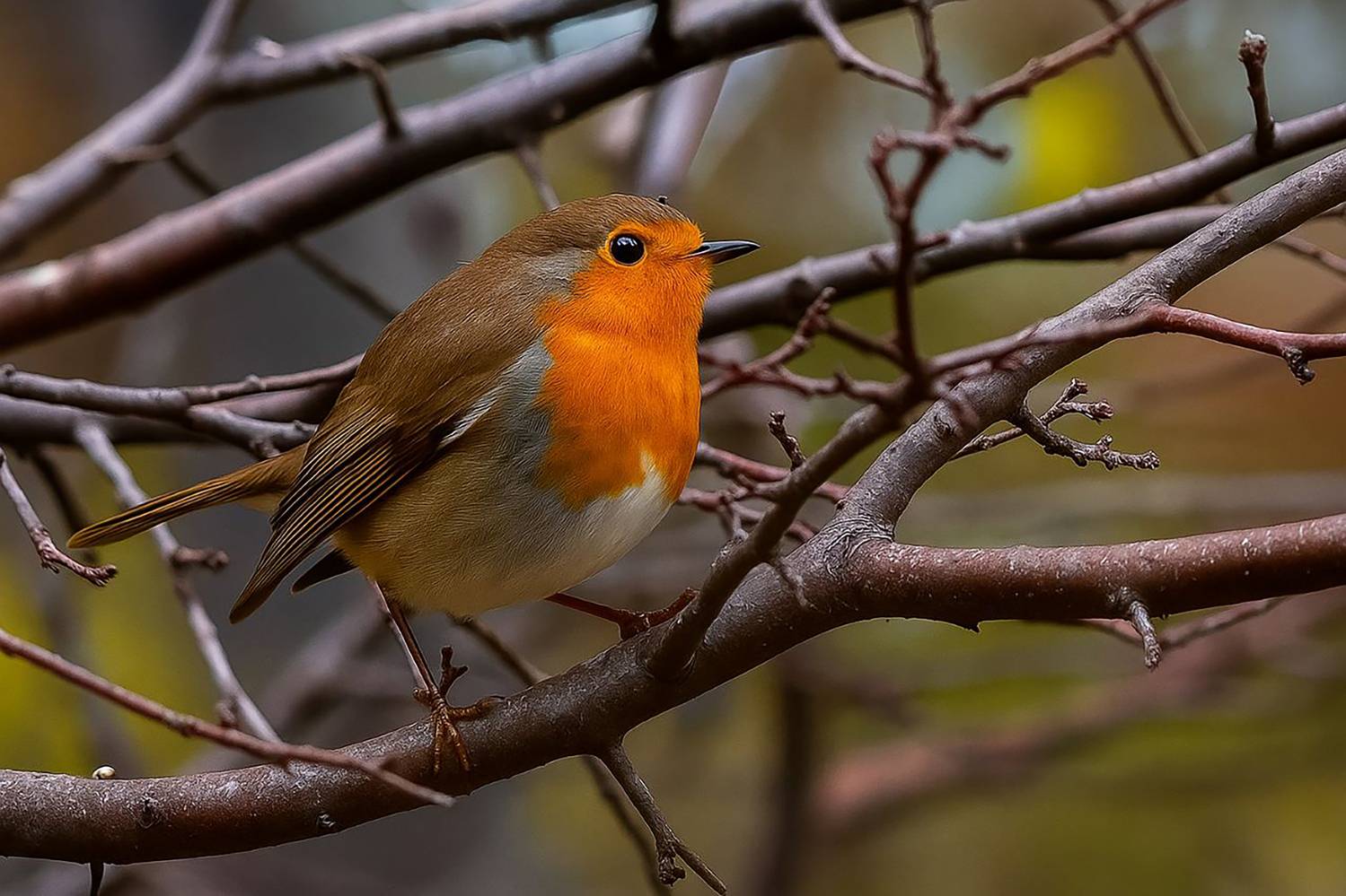 природа, Валерий Черняк