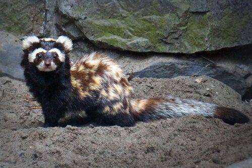 Будем знакомы - перевязка.