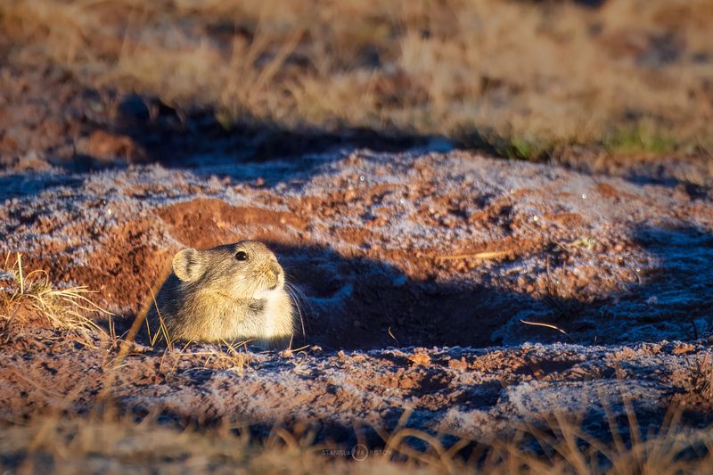 Пищуха греется в лучах осеннего солнца фото превью