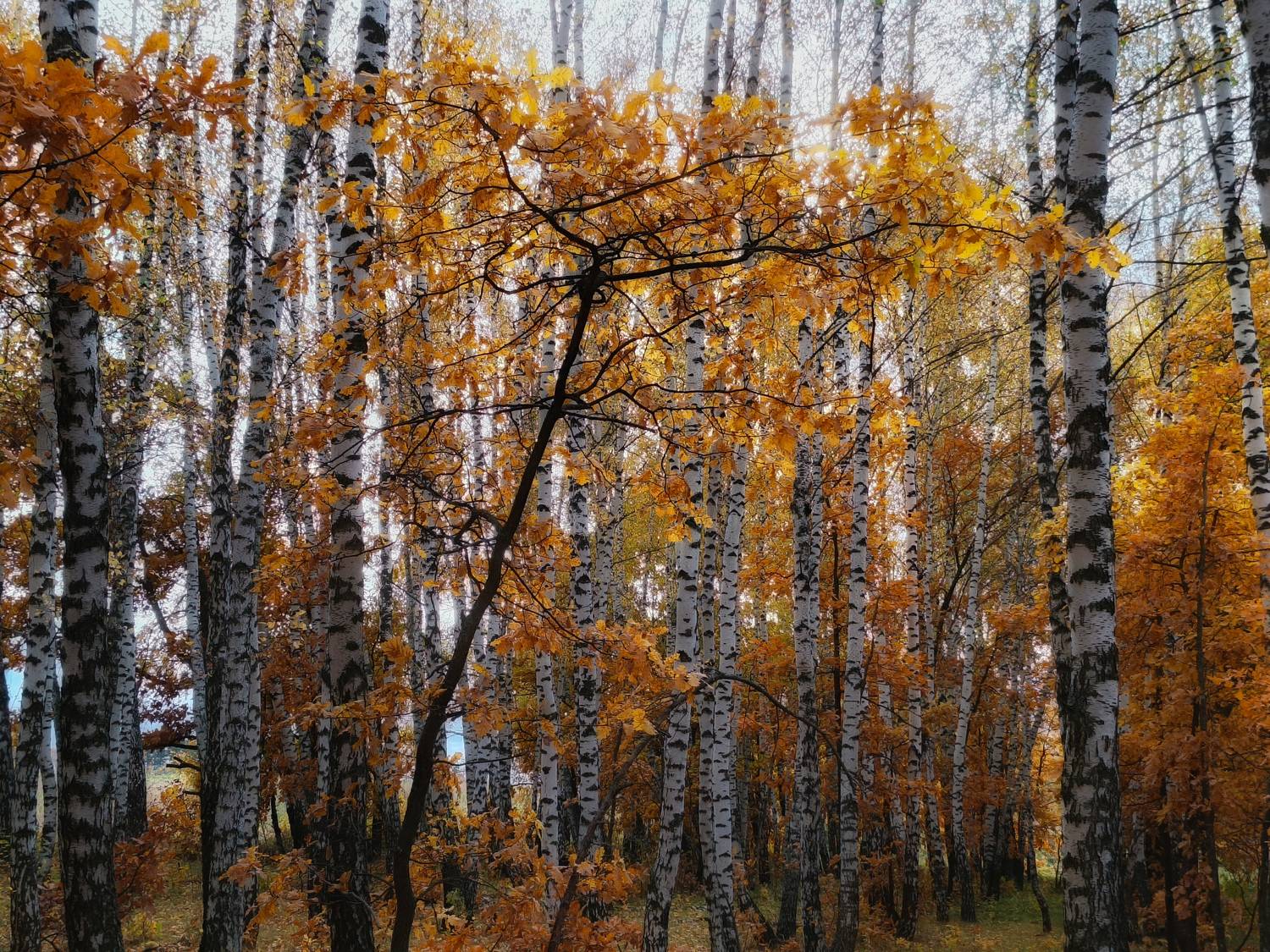 , Кондрашова Светлана