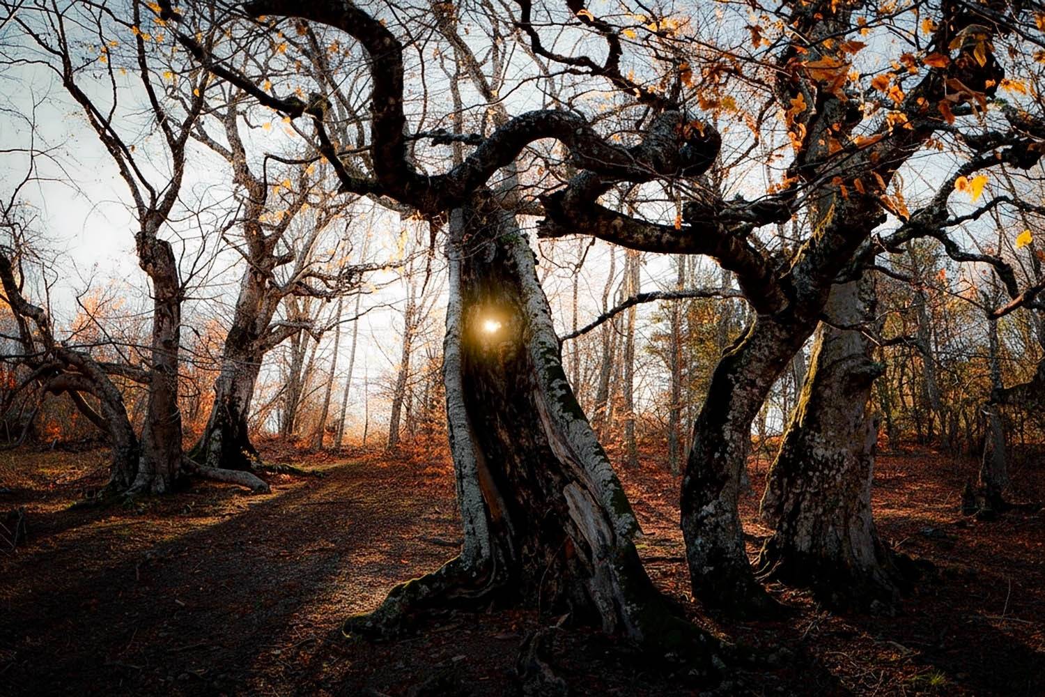 крым, осень, буки, осень, деревья, листва, Пучков Алексей