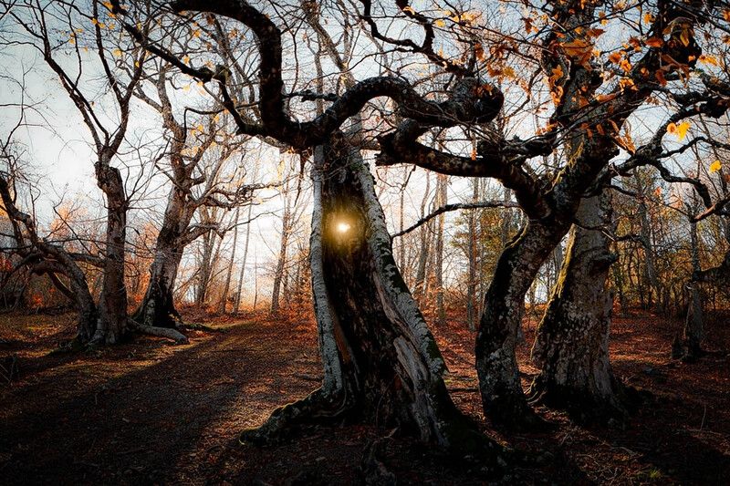 крым, осень, буки, осень, деревья, листва Октябрь фото превью