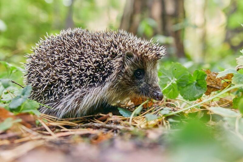 Лесной ёжик фото превью