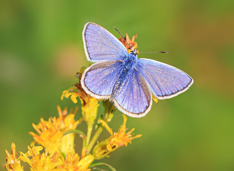 Голубянка фото превью