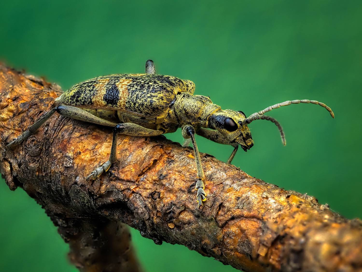 , Олег Савицкий