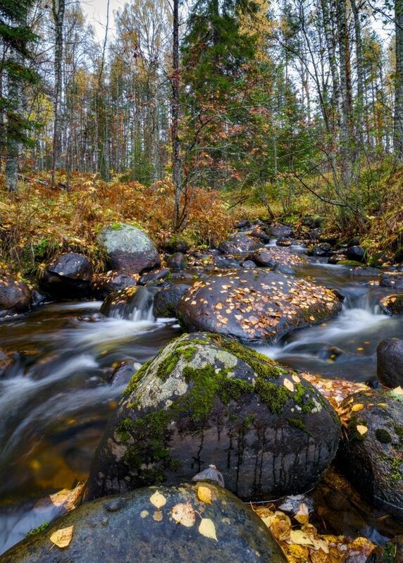 ручей листопад осень валун мох Ещё про осень фото превью