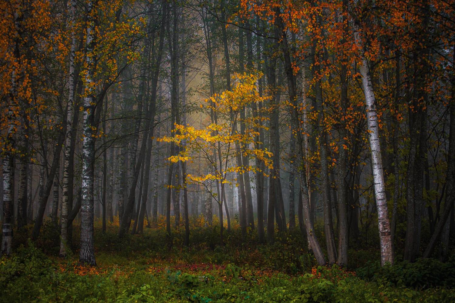 #пейзаж #осень #лес, Сёмин Илья