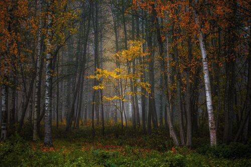 Тишина осеннего леса