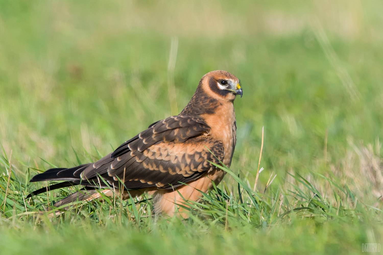 , Дмитрий Доронин