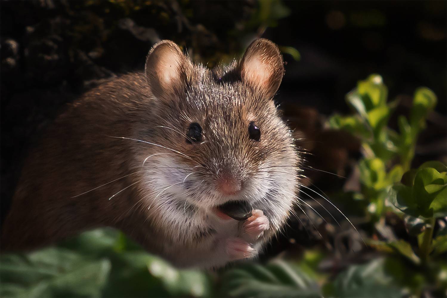 лес, мышь, Сытина Наталия