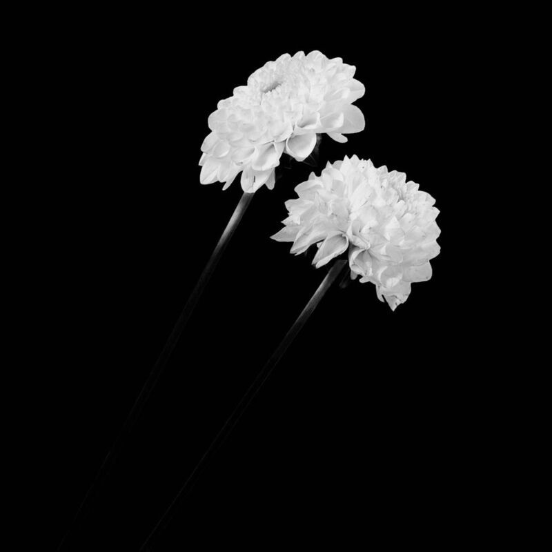 flowers, chrysanthemum, mum, floral, nature, botanical, still_life, studio_shot, monochrome, black_and_white, bnw, high_key, high_contrast, dark_background, minimalism, macro, fine_art, isolated, simplicity, elegance, beauty, contrast, light, shadows, two Dos en la Oscuridad фото превью