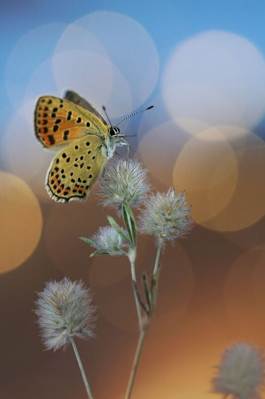 Дирижёр фото превью