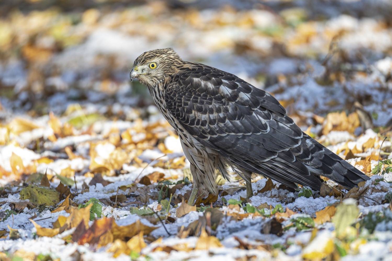 ястреб тетеревятник, ястреб, тетеревятник, птицы, ястреб-тетеревятник, Ruslan Pl