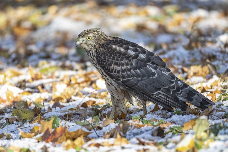 ястреб тетеревятник, ястреб, тетеревятник, птицы, ястреб-тетеревятник Первый снег фото превью