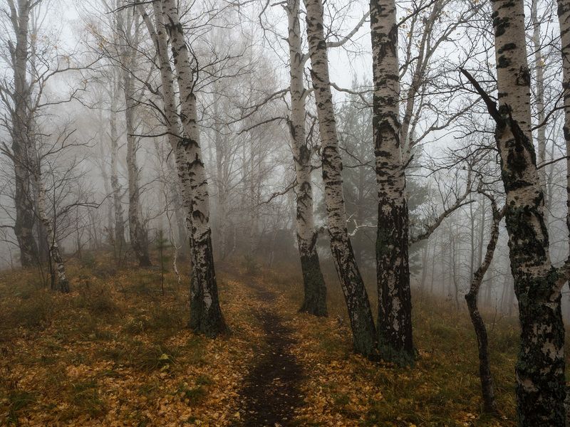 Осенний лес фото превью