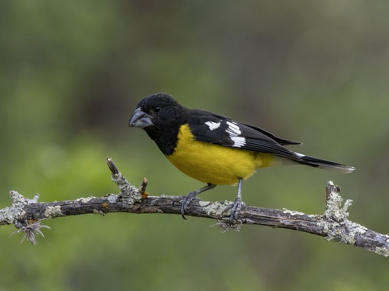 Black-backed Grosbeak фото превью