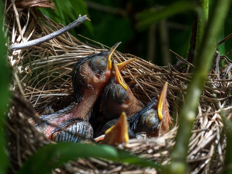Птенцы варакушки фото превью
